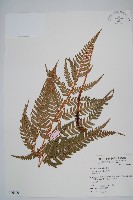 藏品(南海鱗毛蕨)的圖片