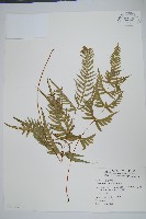 藏品(天草鳳尾蕨)的圖片