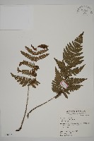 藏品(愛德氏肋毛蕨)的圖片