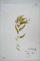 藏品(全緣卷柏)的圖片