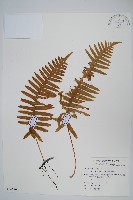 藏品(臺灣水龍骨)的圖片