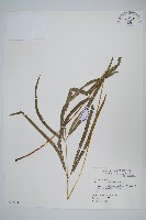 藏品(箭葉鳳尾蕨)的圖片