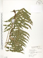 藏品(台灣毛蕨、台灣圓腺蕨)的圖片