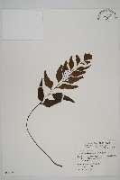 藏品(革葉鐵角蕨)的圖片