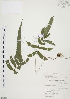 藏品(毛蕨)的圖片