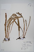 藏品(垂葉書帶蕨)的圖片