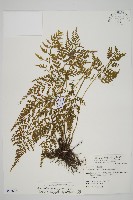 藏品(骨碎補鐵角蕨)的圖片