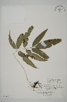 藏品(日本鳳丫蕨)的圖片