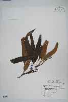 藏品(波氏星蕨)的圖片