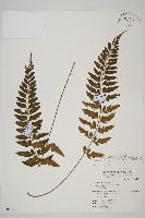 藏品(裂葉鐵角蕨)的圖片
