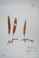 藏品(石葦)的圖片