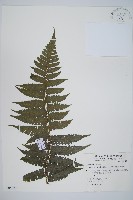 藏品(德氏雙蓋蕨)的圖片