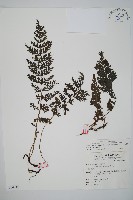 藏品(南海瓶蕨)的圖片