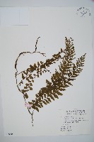 藏品(瓶蕨)的圖片