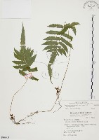 藏品(毛蕨)的圖片