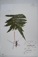 藏品(密毛毛蕨)的圖片