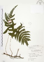 藏品(毛蕨)的圖片