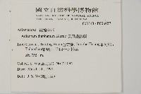 藏品(長尾鐵線蕨)的圖片