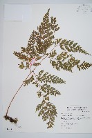 藏品(海州骨碎補)的圖片