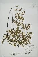 藏品(大黑柄鐵角蕨、黃鱗鐵角蕨、大羽鐵角蕨)的圖片