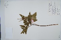 藏品(薄葉大陰地蕨)的圖片