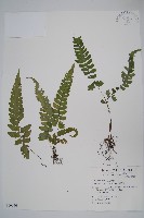 藏品(假蹄蓋蕨、東洋蹄蓋蕨)的圖片