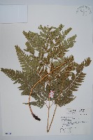 藏品(小葉複葉耳蕨)的圖片