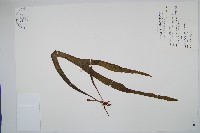 藏品(帶狀瓶爾小草)的圖片