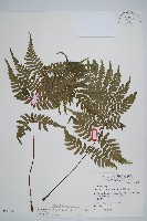 藏品(台灣桫欏)的圖片