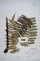 藏品(台灣桫欏)的圖片