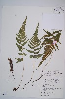 藏品(東洋蹄蓋蕨)的圖片