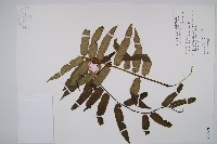 藏品(觀音座蓮)的圖片