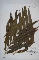 藏品(羅蔓藤蕨)的圖片