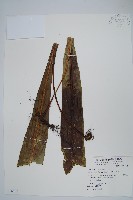 藏品(大星蕨)的圖片