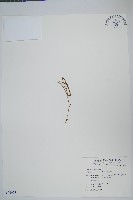 藏品(松葉蕨)的圖片