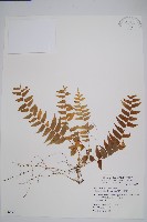 藏品(大刺蕨)的圖片