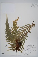 藏品(翅軸假金星蕨、短柄卵果蕨)的圖片