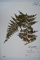 藏品(亞粗毛鱗蓋蕨)的圖片