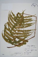 藏品(密毛毛蕨)的圖片