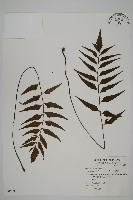 藏品(革葉鐵角蕨)的圖片