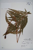 藏品(南海鱗毛蕨)的圖片