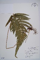 藏品(邊緣鱗蓋蕨)的圖片