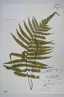 藏品(密毛毛蕨)的圖片