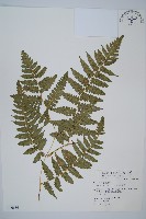 藏品(刺柄雙蓋蕨)的圖片