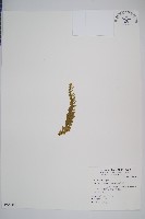 藏品(福氏石松)的圖片