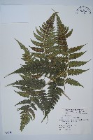 藏品(刺柄雙蓋蕨)的圖片