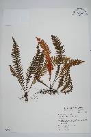 藏品(密毛蒿蕨)的圖片