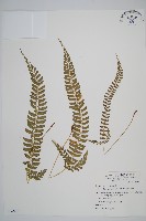 藏品(韓氏耳蕨)的圖片