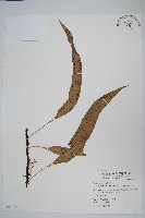 藏品(波氏星蕨)的圖片