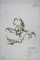 藏品(小梯葉副金星蕨)的圖片